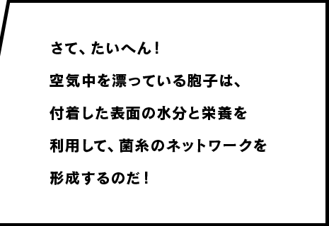 さて、たいへん！空気中を漂っている胞子は、付着した表面の水分と栄養を利用して、菌糸のネットワークを形成するのだ！