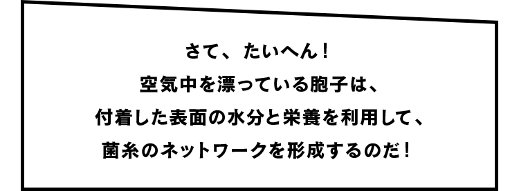 さて、たいへん！空気中を漂っている胞子は、付着した表面の水分と栄養を利用して、菌糸のネットワークを形成するのだ！