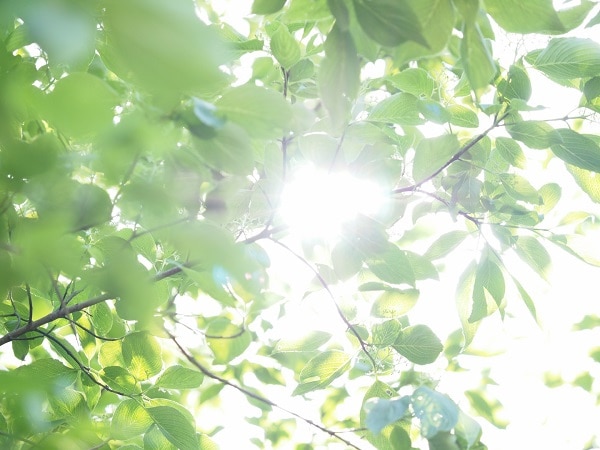 太陽の光