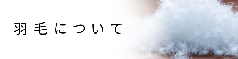 羽毛について