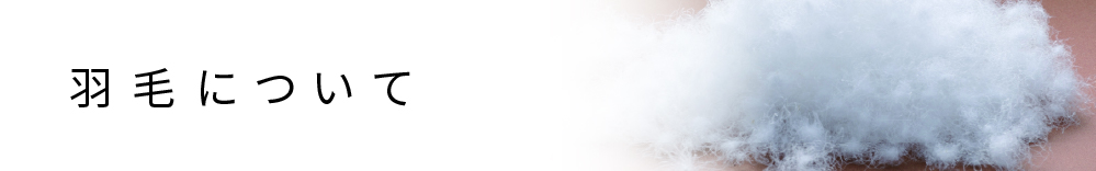 羽毛について