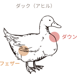ダック