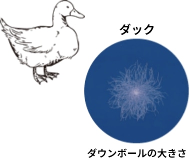 ダック