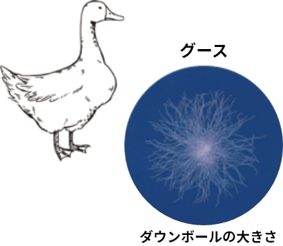 ダック