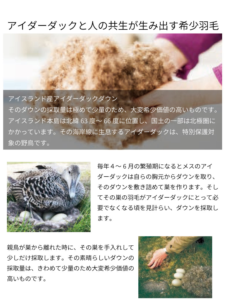アイダダックダウン